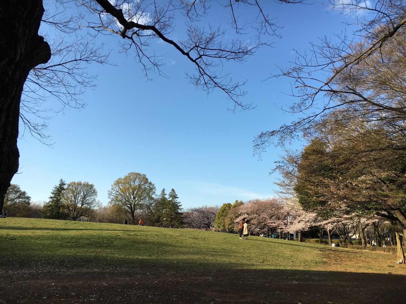 府中の森公園　フリーマーケット