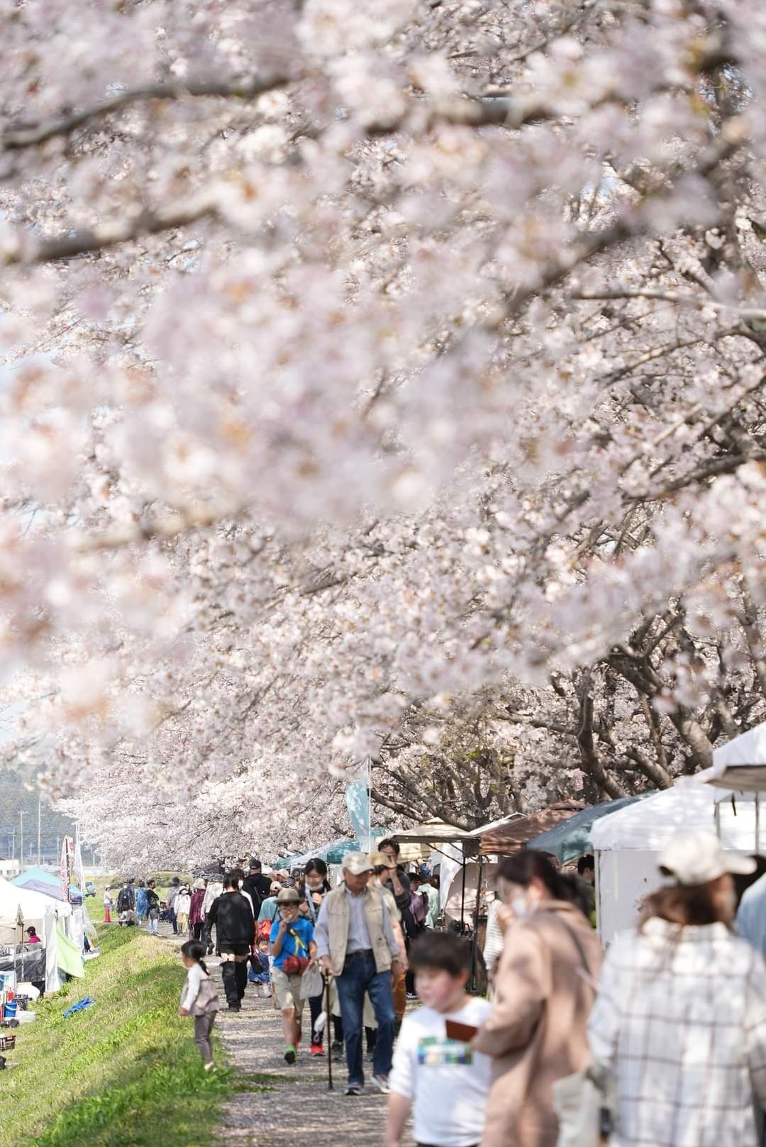 櫻人 SAKURA BITO