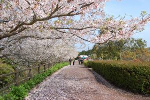 田平公園さくらまつり