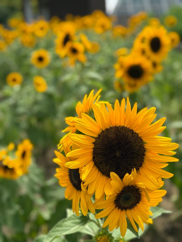 2026年 夏休みキッズワークショップ