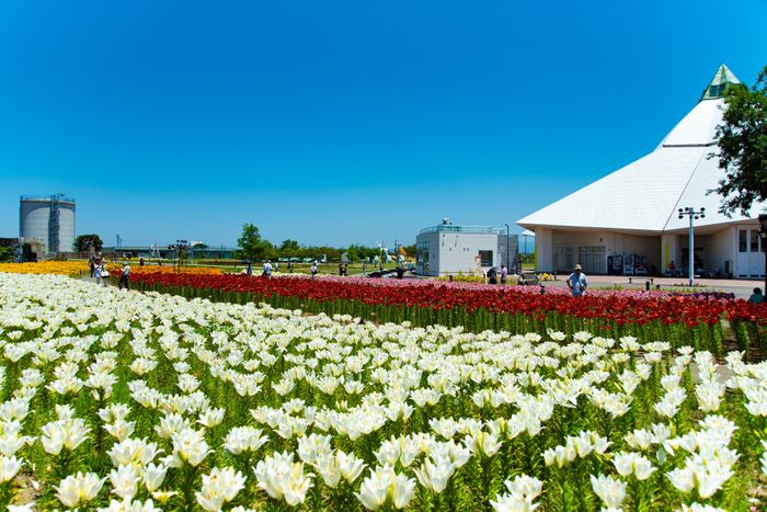 ゆりフェスタ2026